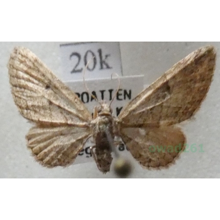 Eupithecia ericeata (Rambur, 1833) Croatia20k